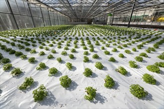 Agriculture, herb nursery, basil seedlings, growing in a greenhouse