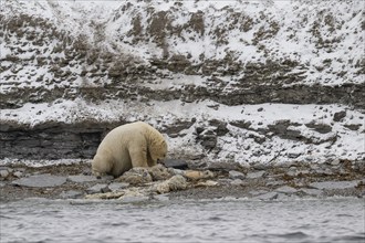 Scavenging polar bear (Ursus maritimus) eating the carcass of a stranded dead minke whale on the