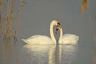 Mute swan (Cygnus olor), pair mating, Flachsee, Canton Aargau, Switzerland, Europe