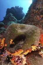 Sea ball, ball algae (Codium bursa), algae, in the Mediterranean Sea near Hyères. Dive site Giens