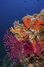 A blaze of colour in the Mediterranean: violescent sea-whip (Paramuricea clavata) with open polyps,