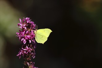 Brimstone (Gonepteryx rhamni) feeding on a flower of purple loosestrife (Lythrum salicaria), black