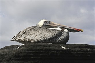 Brown pelican (Pelecanus occidentalis) resting on rock, Puerto Egas on Santiago Island, San