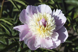 Pink peony flower in a botanical garden