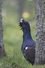 Western Capercaillie (Tetrao urogallus), Wood Grouse, Heather Cock calling during courtship display