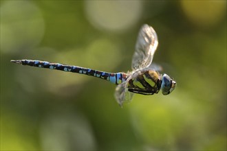 An migrant hawker (Aeshna mixta) in flight in front of a blurred green background in nature, Hesse,