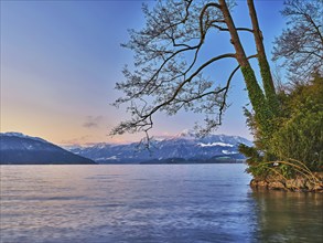 Morning atmosphere at Lake Zug with a tree with ivy in the foreground and the snow-covered Rigi in