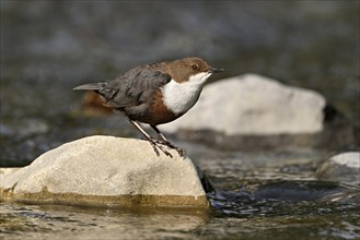 White-throated Dipper (Cinclus cinclus), standing on a stone, Canton Zurich, Switzerland, Europe