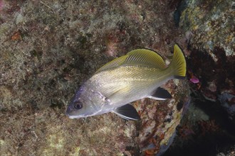 Brown meagre (Sciaena umbra) in the Mediterranean Sea near Hyères. Dive site Giens Peninsula, Côte