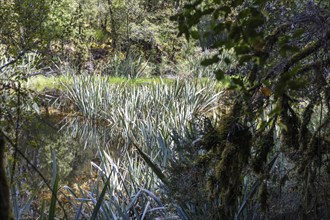 Lake Matheson Trail, New Zealand, Oceania