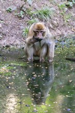 Barbary macaque (Macaca sylvanus), drinking, occurrence in Morocco, captive, Rhineland-Palatinate,