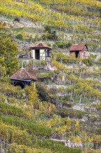 Vineyard cottage in the vineyard, landscape on the Neckar in autumn, Hofen, Stuttgart,