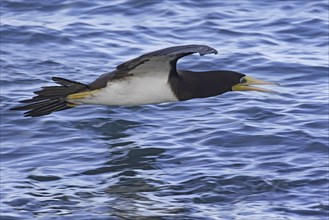 Brown booby (Sula leucogaster) flying narrowly over sea water of the Atlantic Ocean