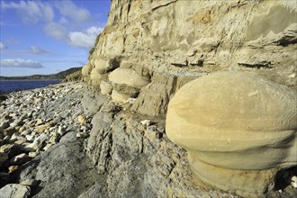 Rounded nodules on the beach near Osmington Mills, made of calcite-cemented sandstone, come from