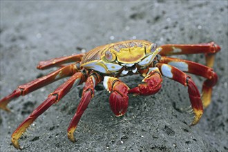 Sally lightfoot crab (Grapsus grapsus), red rock crab, abuete negro on rock, Galápagos Islands,