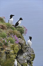 Razorbills (Alca torda) on cliff top at the Fowlsheugh RSPB reserve, Scotland, UK