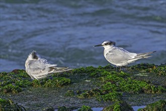 Two sandwich terns (Thalasseus sandvicensis Sterna sandvicensis) resting on rocky shore along the