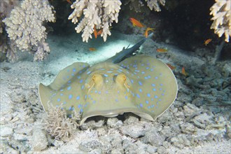 Bluespotted ribbontail ray (Taeniura lymma), House reef dive site, Mangrove Bay, El Quesir, Red