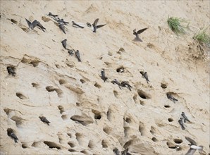 Nesting colony of sand martins or Rhine martins, nominate species (Riparia riparia riparia), many