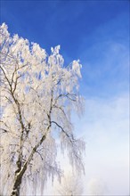 Frosty tree branches against a blue sky on a cold winter day