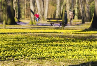 Spring bloomers in the Great Garden