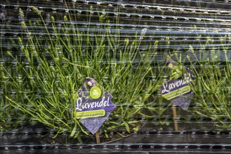 Horticultural company, lavender plants, in flower pots, outdoors, are packed for transport to the