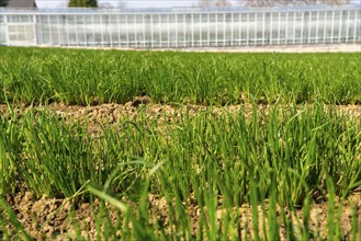 Agriculture, herb nursery, chives young plants, fresh in the field, field, planted