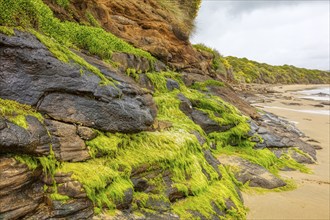 Strand, Curio Bay, Südland, Neuseeland