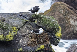 Gulls (Larinae), Cape Foulwind, New Zealand, Oceania