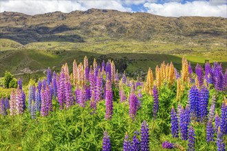 Lupins (Lupinus), New Zealand, Oceania