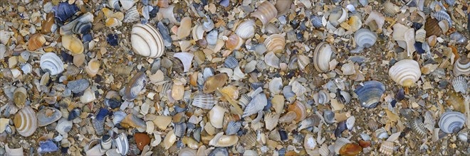 Mussels cover area on sandy beach, Norderney, North Sea, East Frisia, Lower Saxony, Germany, Europe