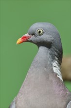 Common wood pigeon (Columba palumbus), animal portrait, Wilnsdorf, North Rhine-Westphalia, Germany,