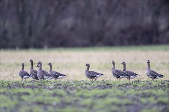 Greater white-fronted geese (Anser albifrons), Emsland, Lower Saxony, Germany, Europe