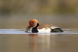 Red-crested pochard (Netta rufina), male swimming, Lake Zug, Switzerland, Europe