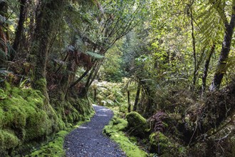 Lake Matheson Trail, New Zealand, Oceania