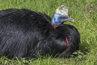 Northern cassowary (Casuarius unappendiculatus), one-wattled cassowary, single-wattled cassowary