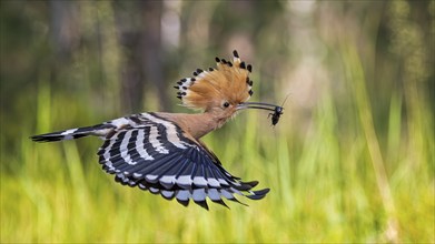 Hoopoe (Upupa epops) with food for the young birds, with field cricket as prey, adult bird, Bird of