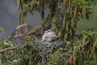 Common kestrel (Falco tinnunculus), female and male adult birds simultaneously bringing mice to the