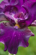 Beautiful iris flower with drops of water bloom in the garden. Close up, fragility and summer