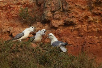 Northern fulmar (Fulmarus glacialis) three adult birds on a cliff, England, United Kingdom, Europe