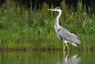 Grey heron (Ardea cinerea) hunting at a pond, Aviemore, Scotland, Great Britain