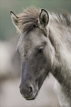 Dülmen wild horse, foal, portrait, Merfelder Bruch, Dülmen, North Rhine-Westphalia, Germany, Europe