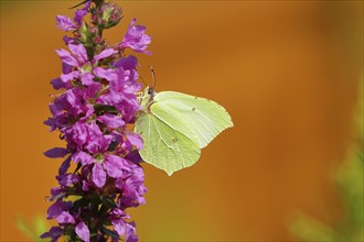 Brimstone (Gonepteryx rhamni) feeding on a flower of purple loosestrife (Lythrum salicaria),