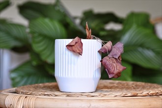 Neglected dying (Alocasia) house plant with hanging dry leaves in white flower pot on table in