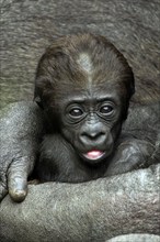 Female gorilla keeps her baby safe