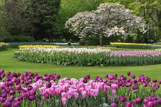 Tulips (Tulipa) at Keukenhof, Lisse, South Holland