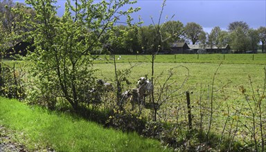 NL, Eesergroen: Spring characterises the landscape, towns and people in the province of Drenthe in