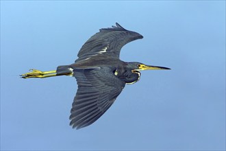 Tricolored heron (Egretta tricolor), foraging, Joe Overstreet Landing, Sanibel Island, Florida,