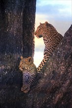 Leopard, with young, 6 months, old, Panthera pardus, Botswana, Botswana, Botswana, Africa