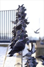 City pigeons in winter, Saxony, Germany, Europe